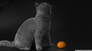 gray_cat_2-wallpaper-1920x1080